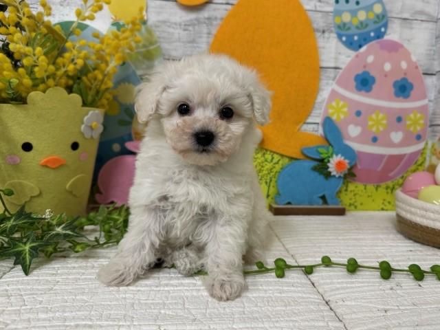 animal_image