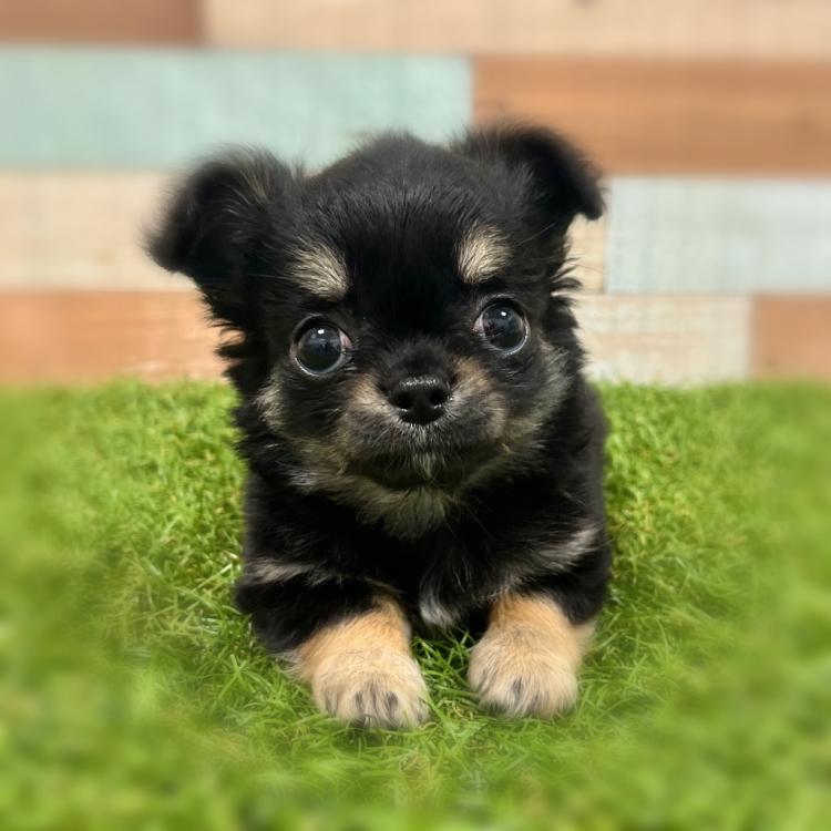 animal_image