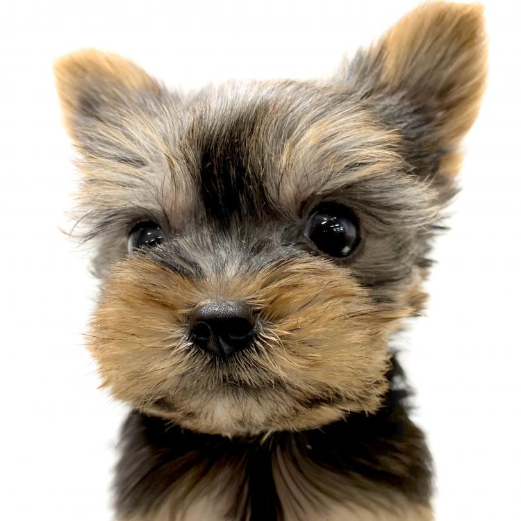 animal_image