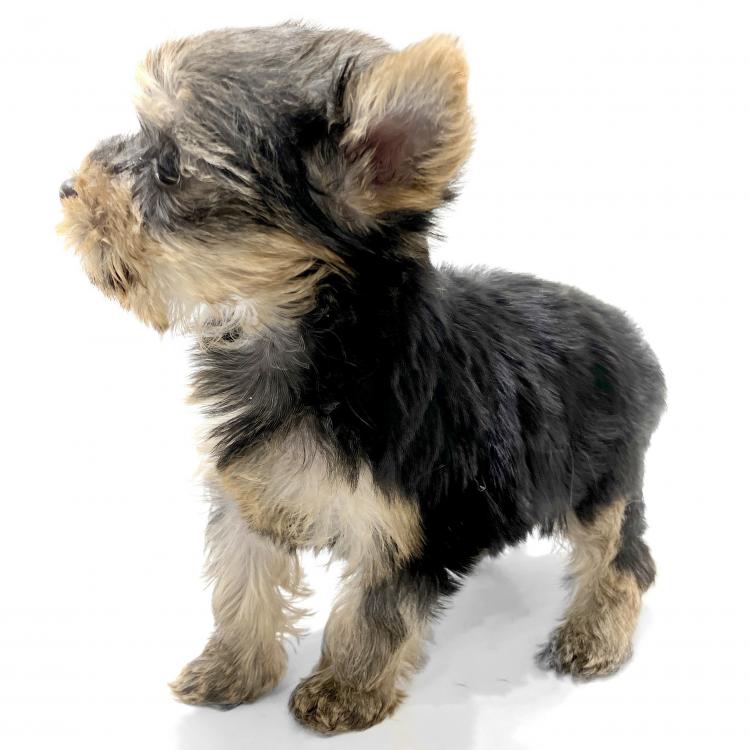 animal_image