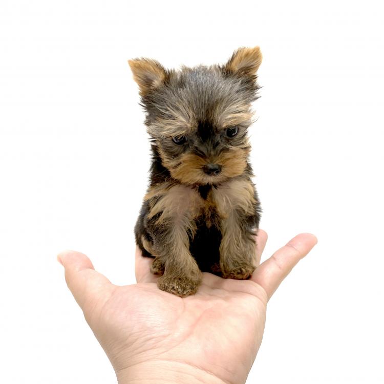 animal_image