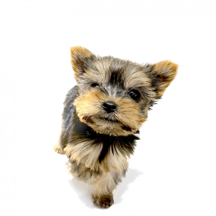animal_image