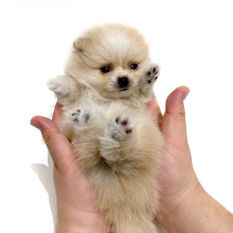 animal_image