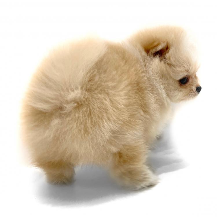 animal_image