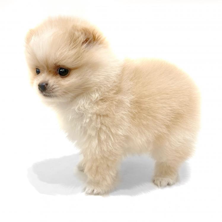 animal_image