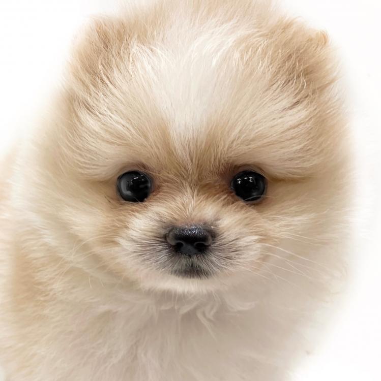 animal_image