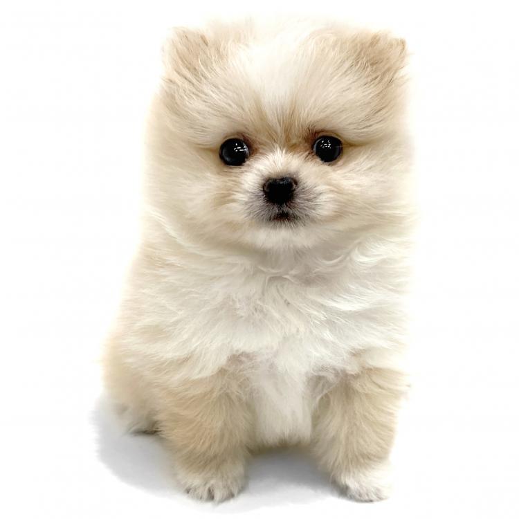 animal_image