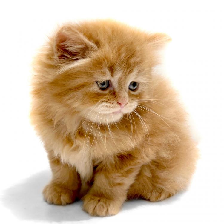 animal_image