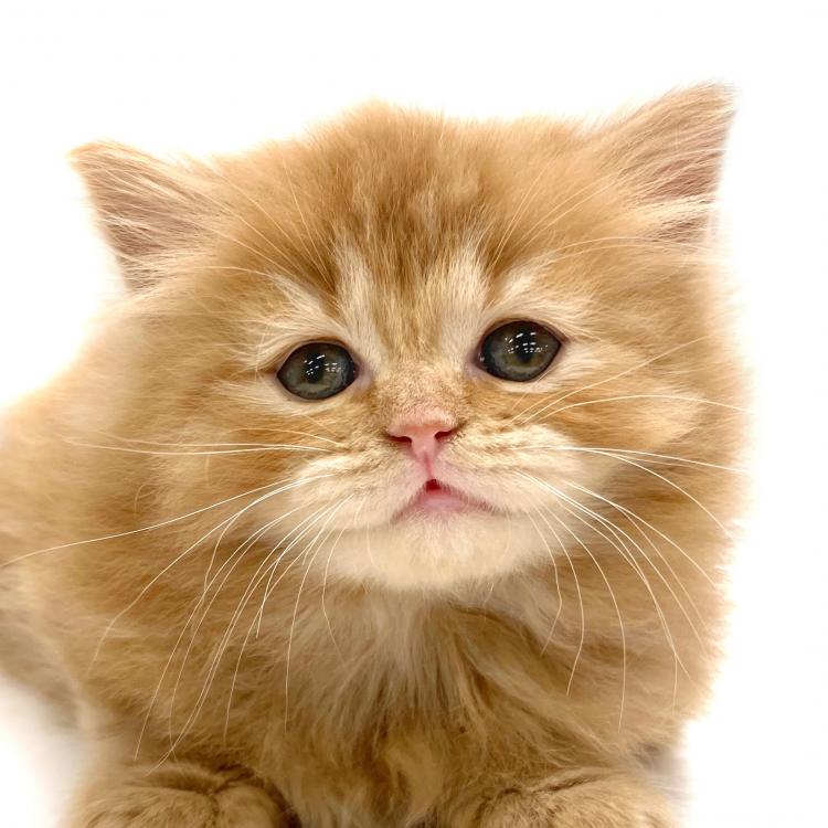 animal_image
