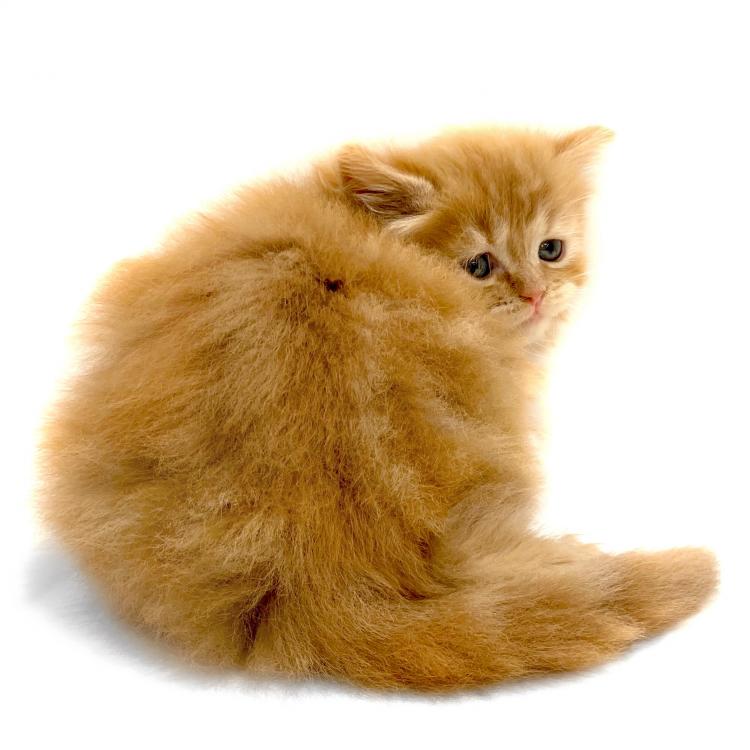 animal_image