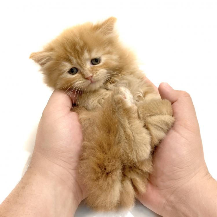 animal_image