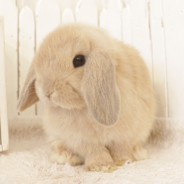 animal_image