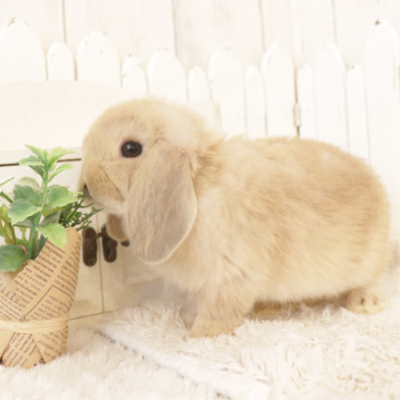 animal_image
