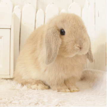 animal_image