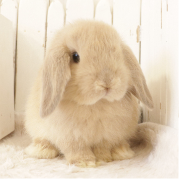 animal_image
