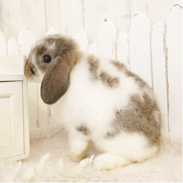 animal_image