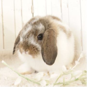 animal_image