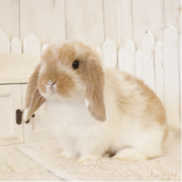 animal_image