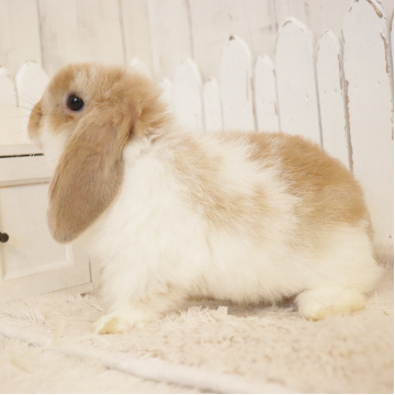 animal_image