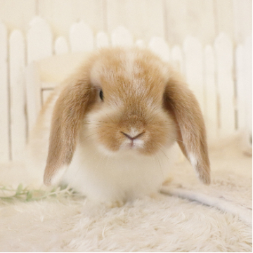 animal_image
