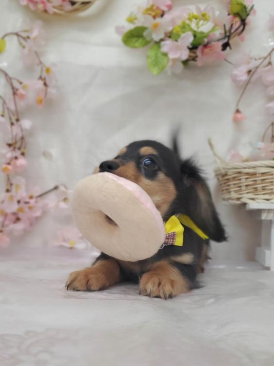 animal_image