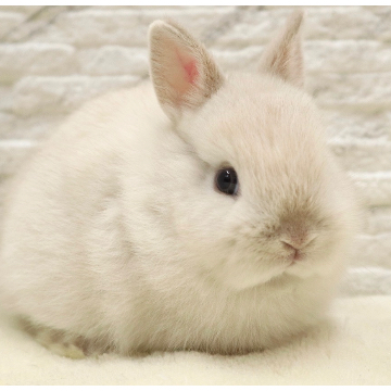 animal_image