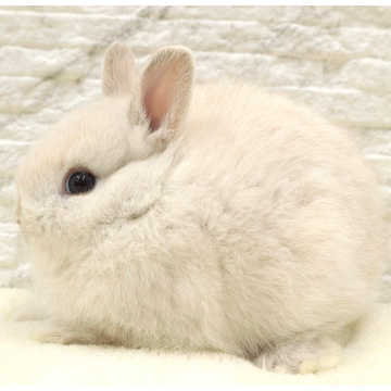 animal_image
