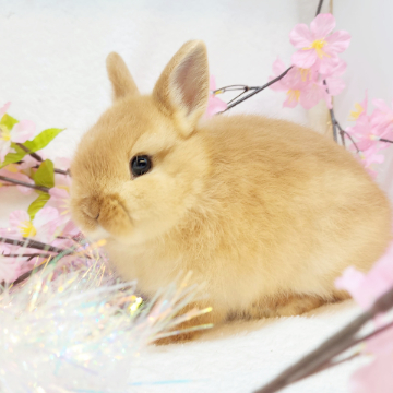 animal_image