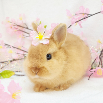 animal_image