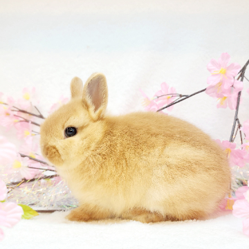 animal_image