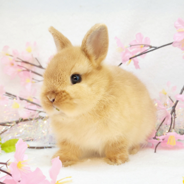 animal_image