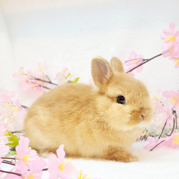 animal_image