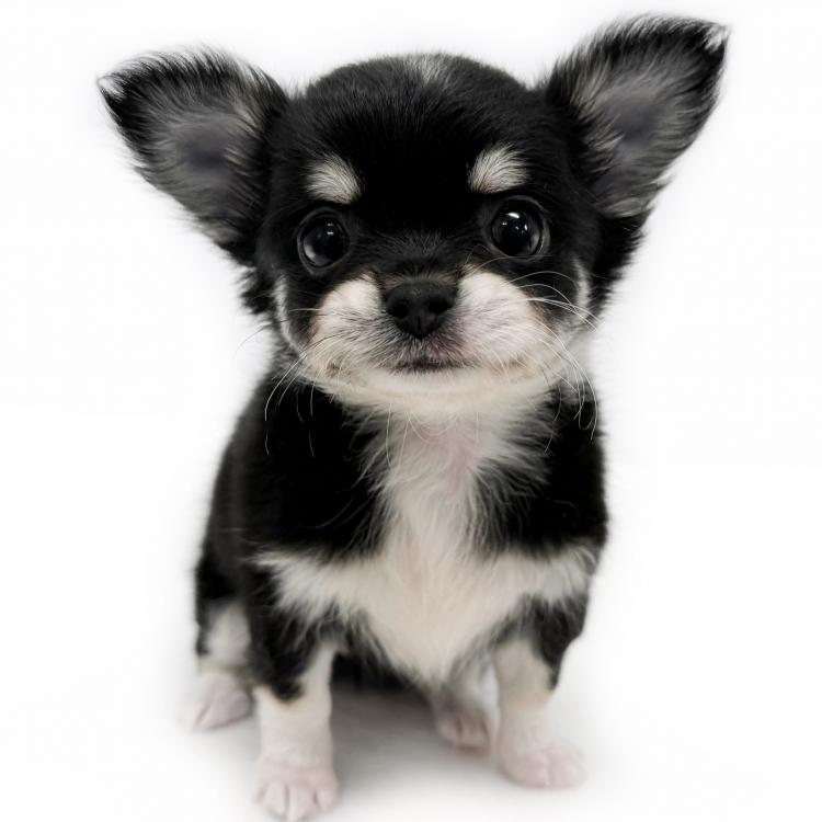 animal_image