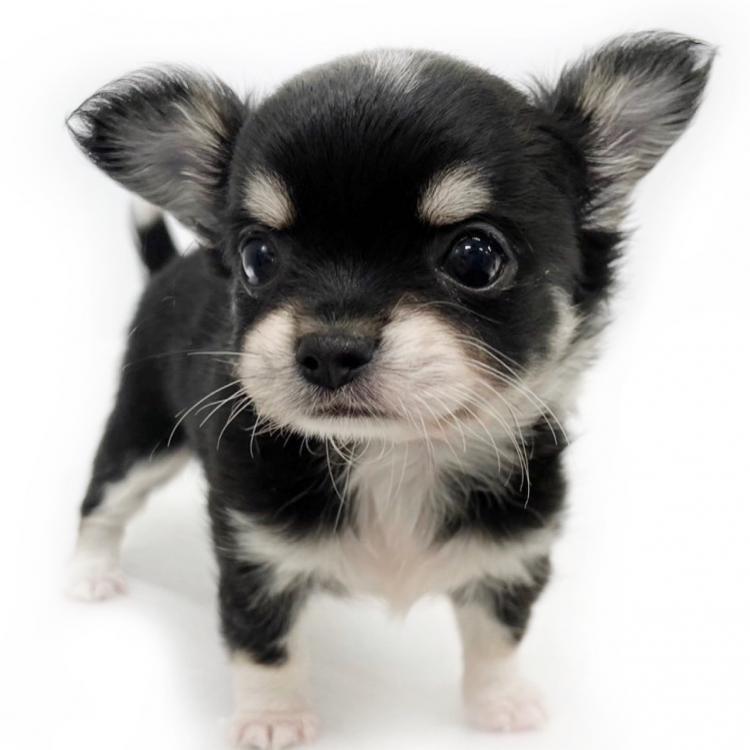 animal_image