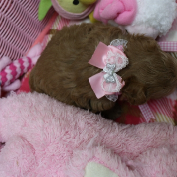animal_image