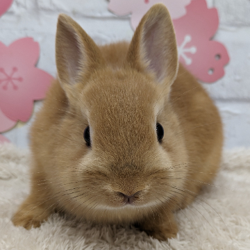 animal_image