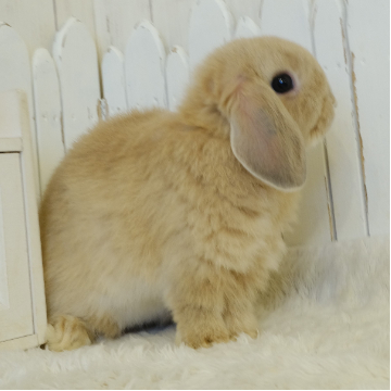 animal_image