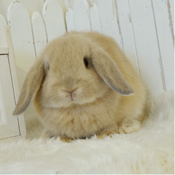 animal_image