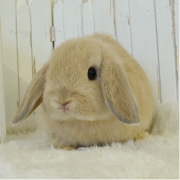 animal_image