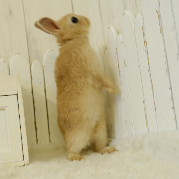 animal_image