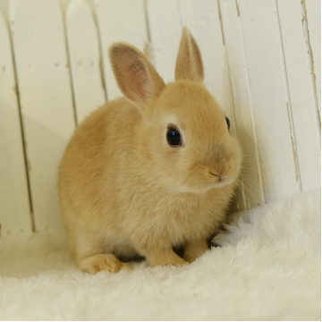 animal_image