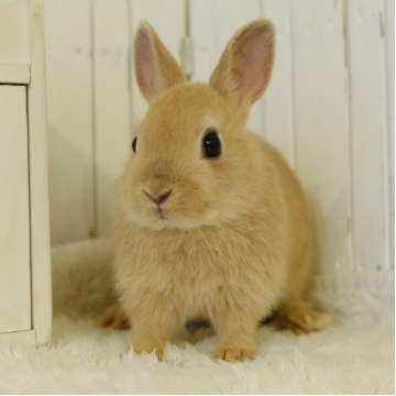 animal_image