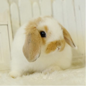 animal_image