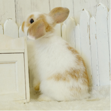 animal_image
