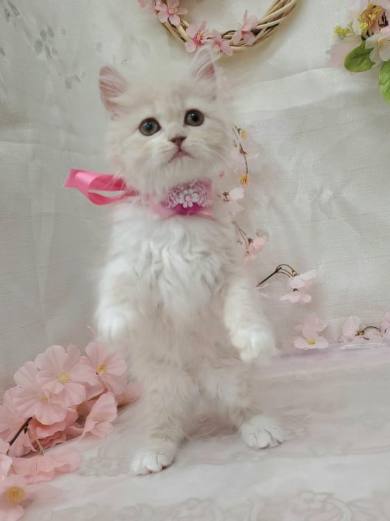 animal_image
