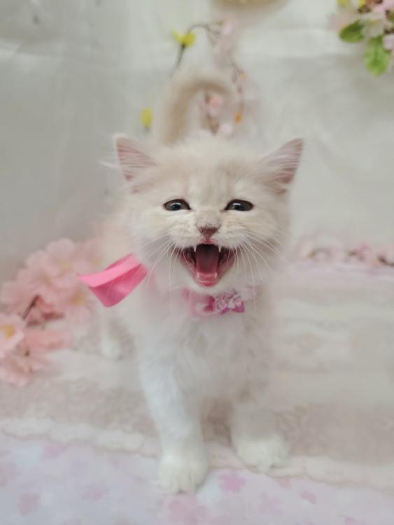 animal_image
