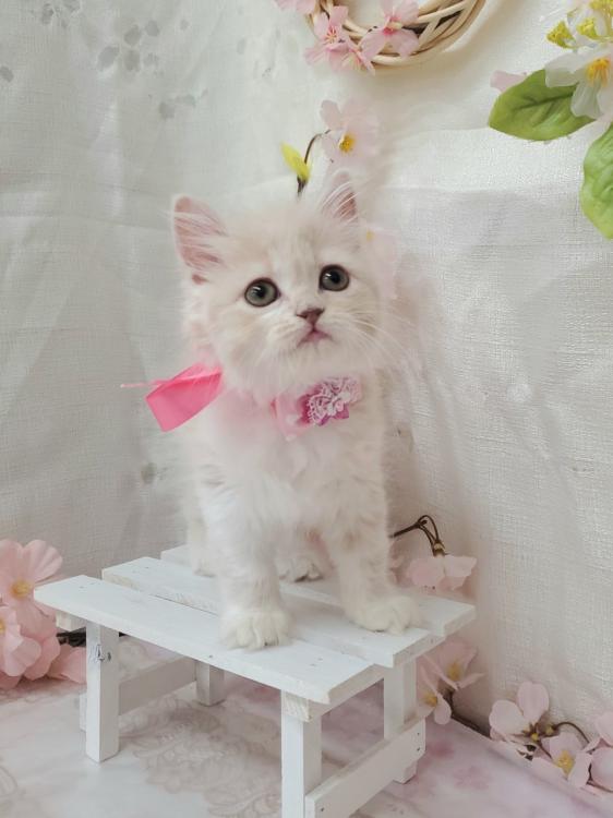 animal_image
