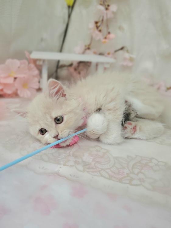 animal_image
