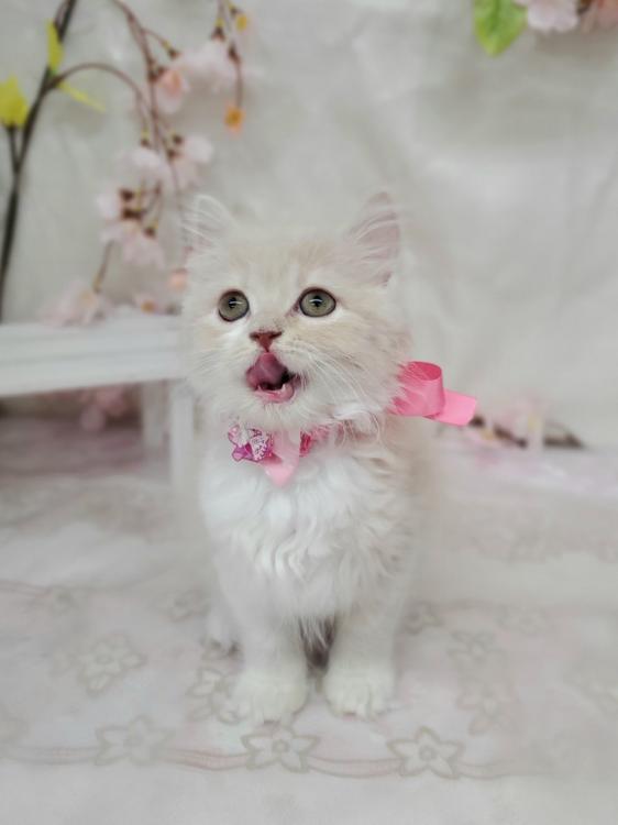 animal_image