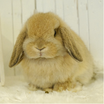 animal_image